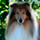 Icona rough collie cambiano