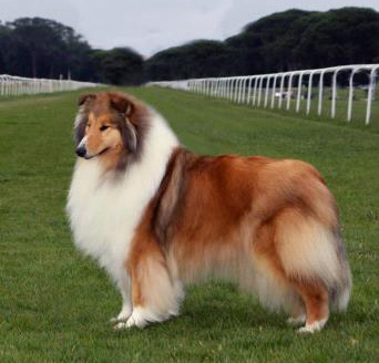 Collie