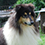 Icona rough collie cambiano