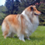 Icona rough collie cambiano