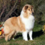 Icona rough collie cambiano