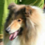 Icona rough collie cambiano