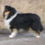 Icona rough collie cambiano