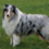 Icona rough collie cambiano