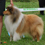 Icona rough collie cambiano