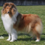 Icona rough collie cambiano