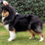 Icona rough collie cambiano