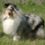 Icona rough collie cambiano