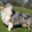 Icona rough collie cambiano