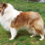 Icona rough collie cambiano