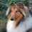 Icona rough collie cambiano