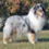 Icona rough collie cambiano