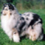 Icona rough collie cambiano