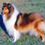 Icona rough collie cambiano