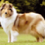 Icona rough collie cambiano