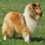 Icona rough collie cambiano