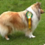 Icona rough collie cambiano