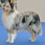 Icona rough collie cambiano