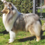 Icona rough collie cambiano