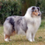 Icona rough collie cambiano