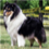 Icona rough collie cambiano