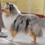 Icona rough collie cambiano