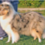 Icona rough collie cambiano