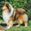 Icona rough collie cambiano