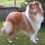 Icona rough collie cambiano