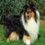 Icona rough collie cambiano