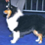 Icona rough collie cambiano