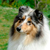 Icona rough collie cambiano